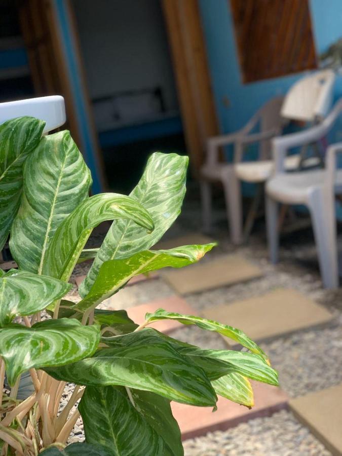 Hostel Tortuguero 7Backpackers エクステリア 写真